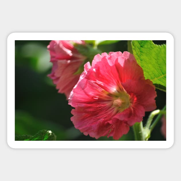 Hollyhock 7 Sticker by michaelasamples